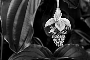 Blütenstand der Medinilla