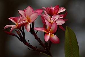 Frangipani