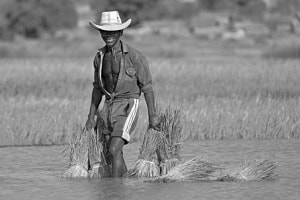 Reisbauer im Lac Kinkony, Madagaskar