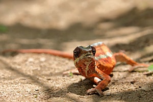 Wütendes, rot angelaufenes Pantherchamäleon