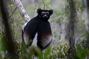 Indri (Indri indri (É. Geoffroy Saint-Hilaire & G. Cuvier, 1796), Indriidae), Madagaskar