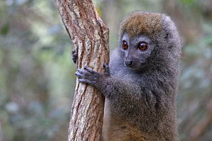 Östlicher Bambuslemur, Madagaskar Östlicher Bambuslemur, Madagaskar