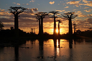 Sonnenuntergang an der Baobab-Allee in Madagaskar