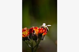 Magma Flower