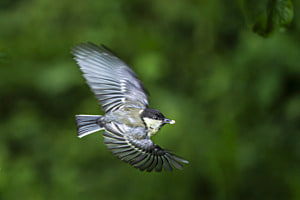 Maise im Flug