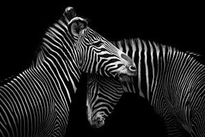 majestic stripes majestic stripes