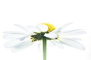White Flower