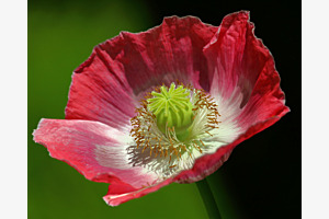 Mohn