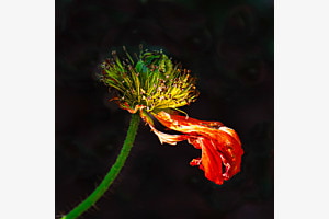 Mohn