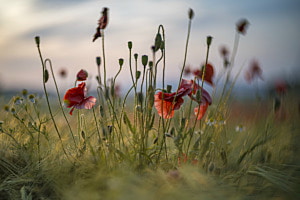 Mohnblüten im Morgenlicht