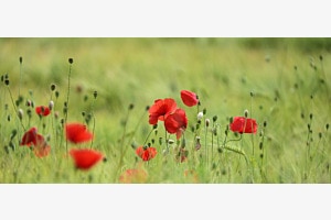 Mohn im Kornfeld