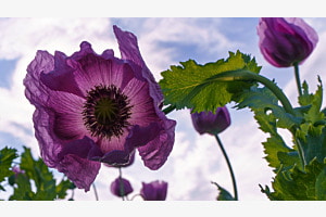 Mohnblüte