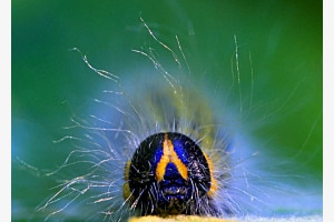 Raupe vom Mondvogel