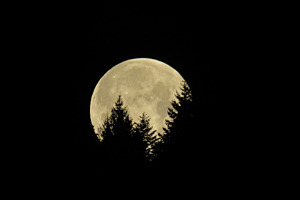 Moond hinter Tannen