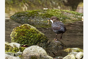 Wasseramsel 