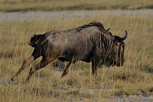Laufendes Gnu