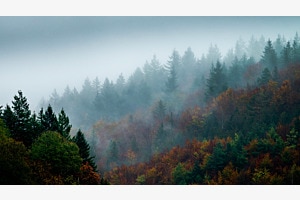 Nebel im Herbstwald