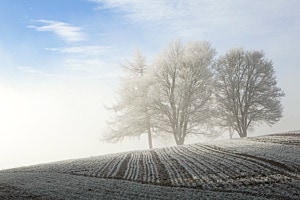 Nebeldunst