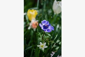 Netherlands and flowers 1