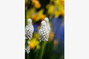 Netherlands and flowers 2