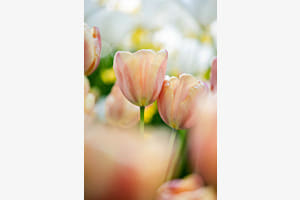 Netherlands and flowers 3
