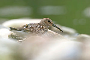 Alpenstrandläufer