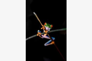 Ninja Frog
