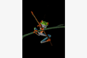 Ninja Frog Ninja Frog