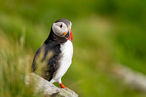 Puffin
