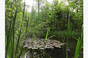 Kleiner See
