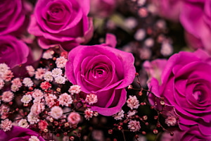 pinke Rosen