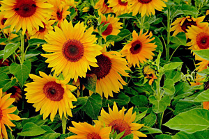 Sonnenblumenfelder