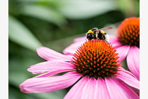 Hummel auf einer Echinacea Hummel auf einer Echinacea