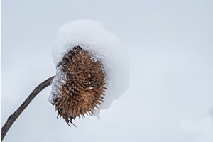 Winter Sonnenblume