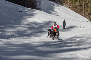 Hundeschlittenrennen Lenk