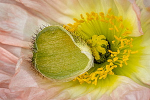 Mohn
