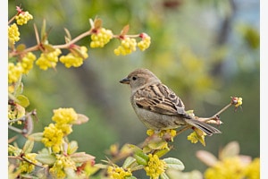 Frühling für den Spatz