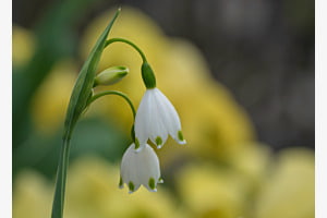 Schneeglöggli 