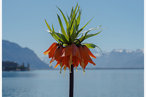 Am See