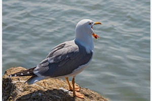 Möwe