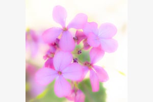 Sommerflimmern