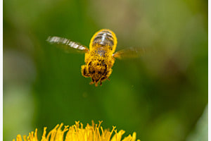 Im Anflug