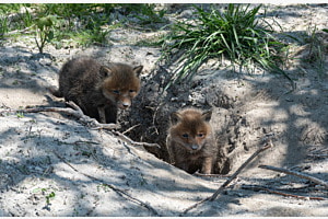 Fuchs Welpen