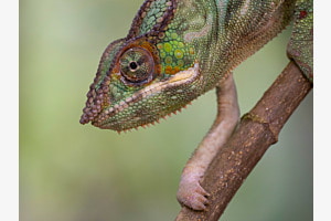 Chamäleon Chamäleon