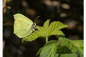 Citronefalter