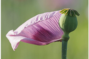 Schlafmohn - am Verblühen 