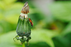 Käfer