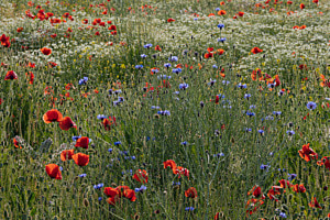 Buntes Feld