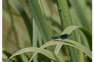 Libelle