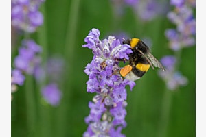 Schmetterlinge